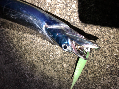 DAISO タチウオワーム 無双！