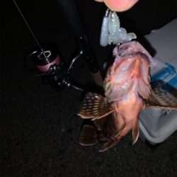 ガシラばっかり！