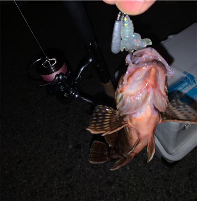 ガシラばっかり！