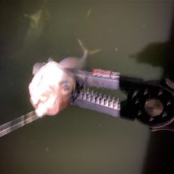 サバゲー 中層にカタクチ