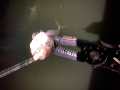 サバゲー 中層にカタクチ