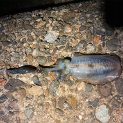 アオリエギング開幕？