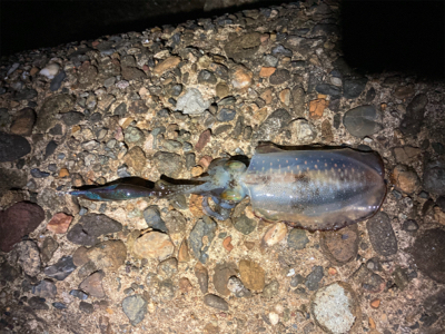 アオリエギング開幕？