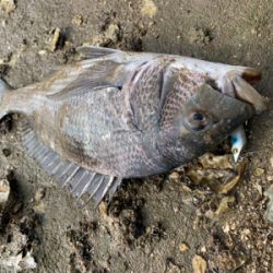 朝マズメのシーバスからチニング へ