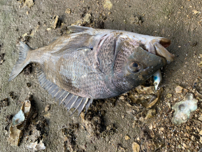 朝マズメのシーバスからチニング へ