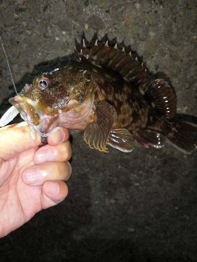 タケノコメバル35cm