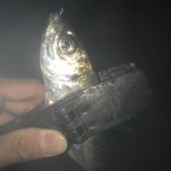 タチウオ居てません!2020ライトゲーム第26戦