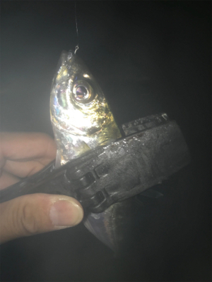 タチウオ居てません!2020ライトゲーム第26戦