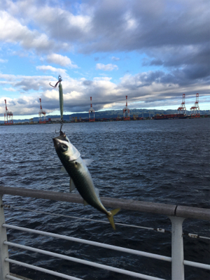 安定の鯖祭り。。。