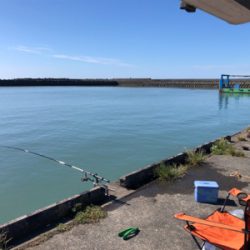 サッパがちらほら…