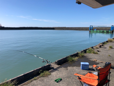 サッパがちらほら…