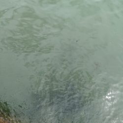 どうにか持ち帰りサイズの太刀魚