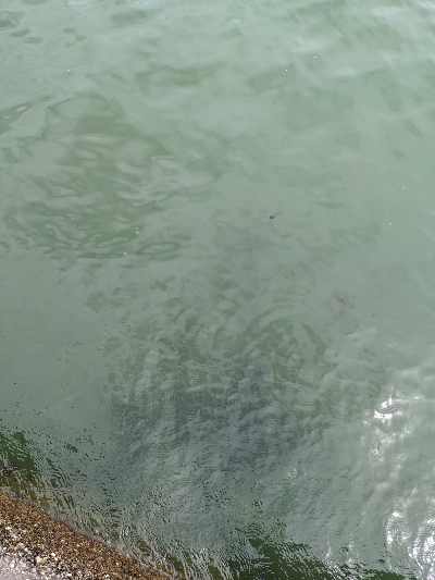 どうにか持ち帰りサイズの太刀魚