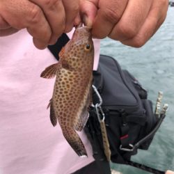 クエの赤ちゃん!?