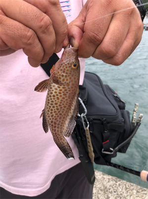 クエの赤ちゃん!?