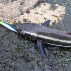 ショアジギング