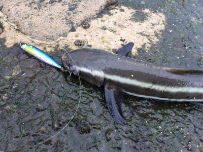 ショアジギング