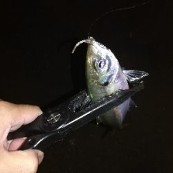 アジはまだ渋い