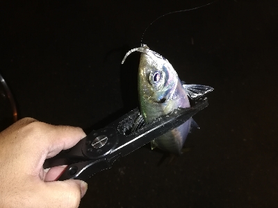 アジはまだ渋い