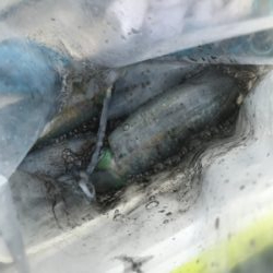 初ボートエギング