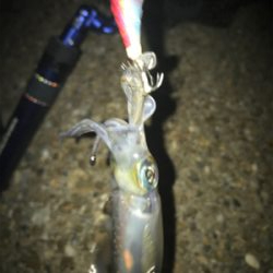 ロリイカのみσ(^_^;)