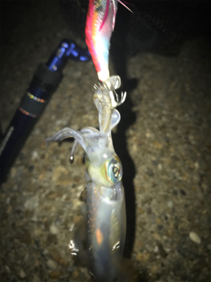 ロリイカのみσ(^_^;)