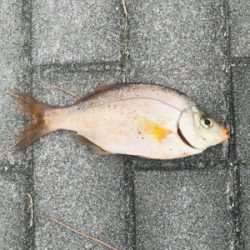 コスモスクエア釣果