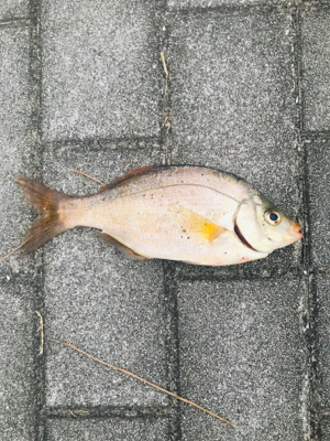 コスモスクエア釣果