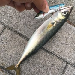 大潮初日は激しく中サバ祭り。。