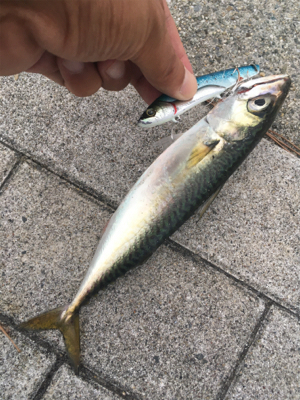 大潮初日は激しく中サバ祭り。。