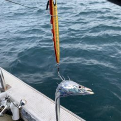 須磨沖タチウオジギング