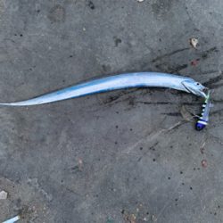 タチウオ釣りです