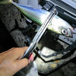 太刀魚調査はサバゲー