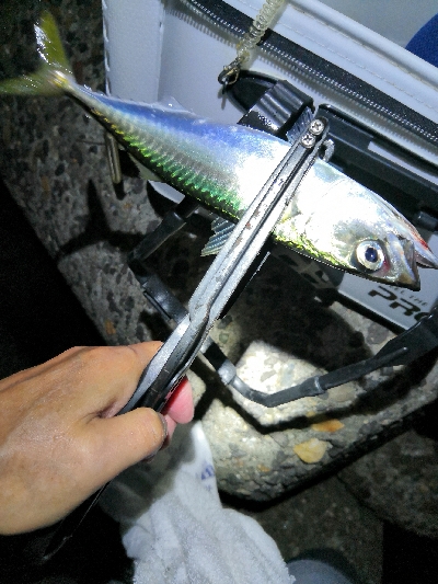 太刀魚調査はサバゲー