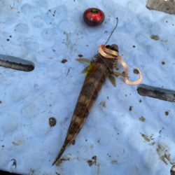 明石　鯛カブラ