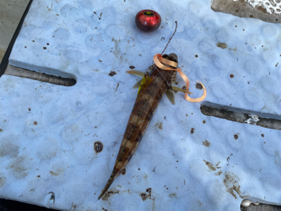 明石　鯛カブラ