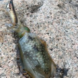 少し大きくなりました。