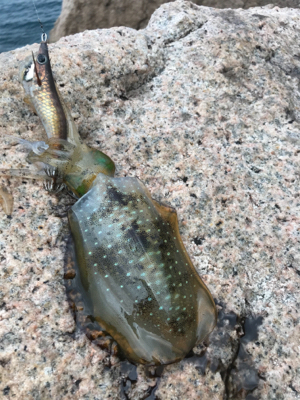 少し大きくなりました。