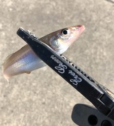 サヨリングからのちょい投げ