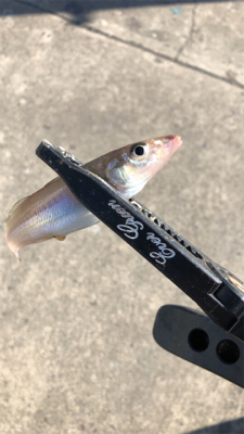 サヨリングからのちょい投げ