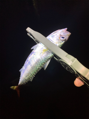 アジングのちサバゲー