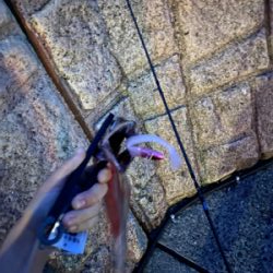 爆風の中の一本