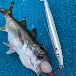 白浜沖中深海ジギング