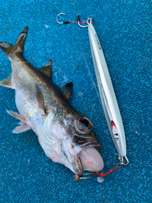 白浜沖中深海ジギング