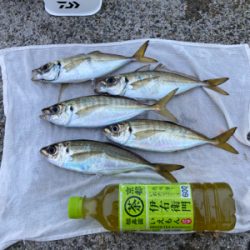 アジ、渋かった…