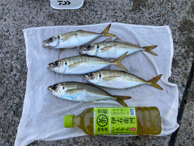 アジ、渋かった…