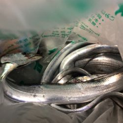 ミニ波止 夕まずめ渋め