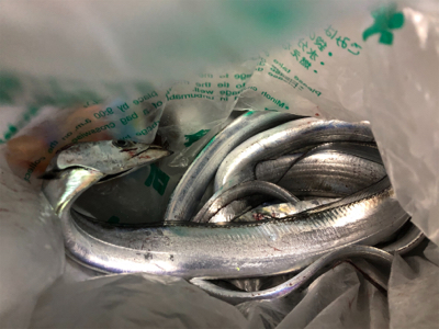 ミニ波止　夕まずめ渋め