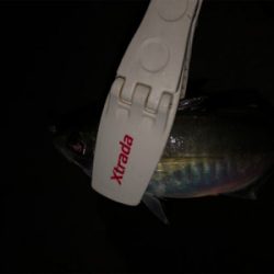 ☆尺アジ狙い☆