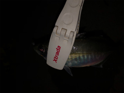 ☆尺アジ狙い☆